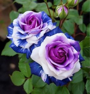 Роза Айвори Каскад купить по цене от 420р. в интернет-магазине «Посадика» с доставкой почтой в в Полярныйе и по всей России – [изображение №1].