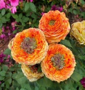 Роза Золотой Мираж купить по цене от 420р. в интернет-магазине «Посадика» с доставкой почтой в в Полярныйе и по всей России – [изображение №1].