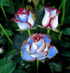 Роза Сафайер Пэтл купить по цене от 450р. в интернет-магазине «Посадика» с доставкой почтой в в Полярныйе и по всей России – [изображение №1].